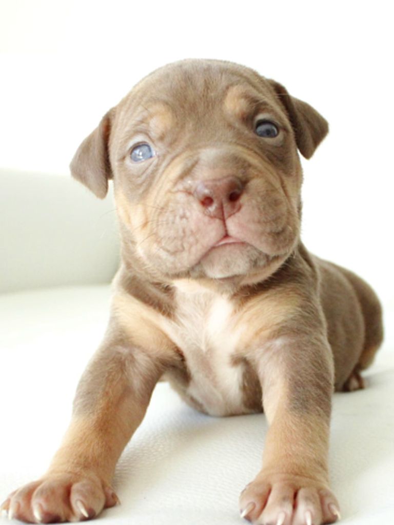Cachorro American Bully