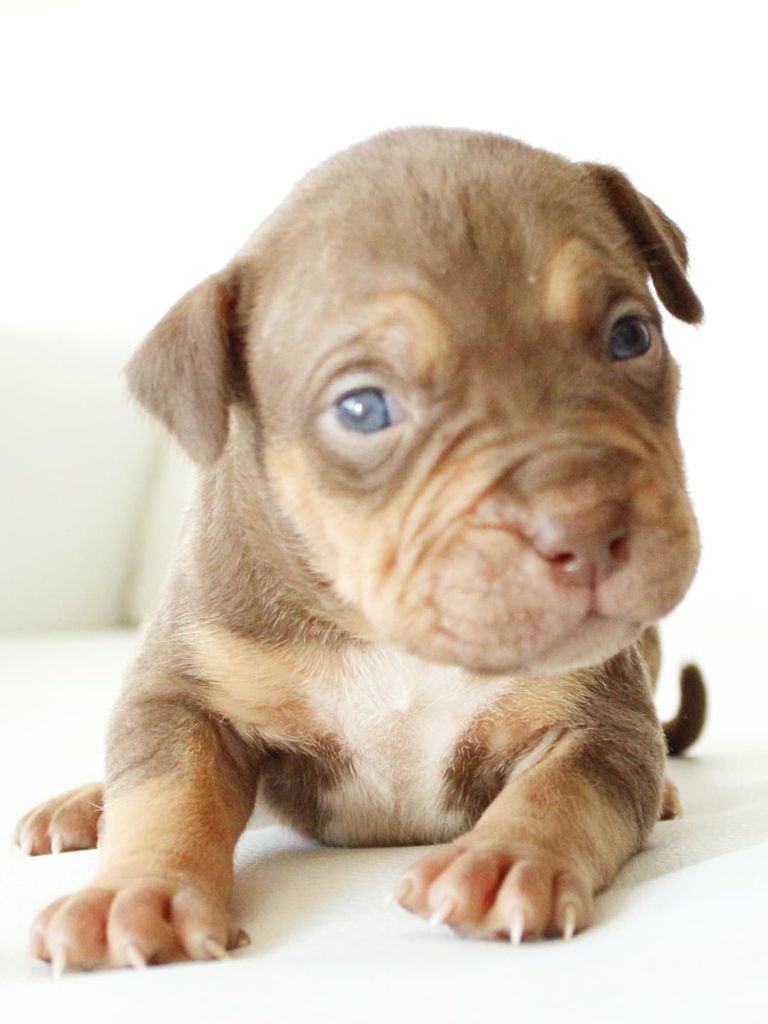 Cachorro American XL Bully