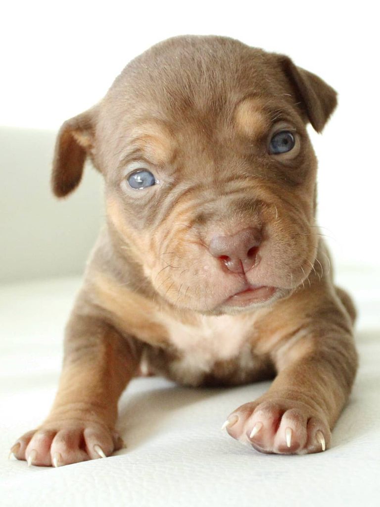 Cachorro American Bully XXL