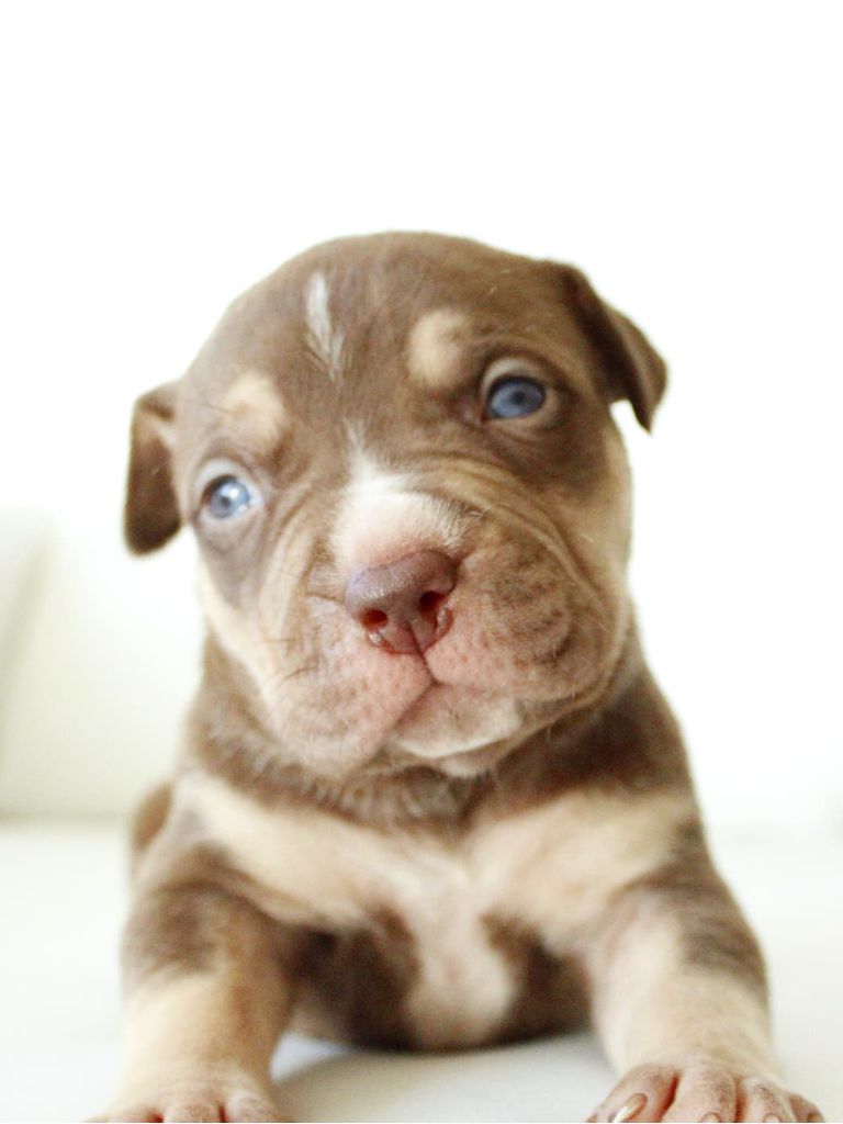 Cachorro Bully XL