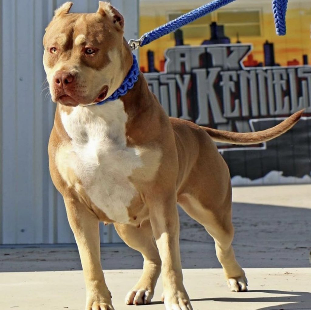 Perros American Bully XL