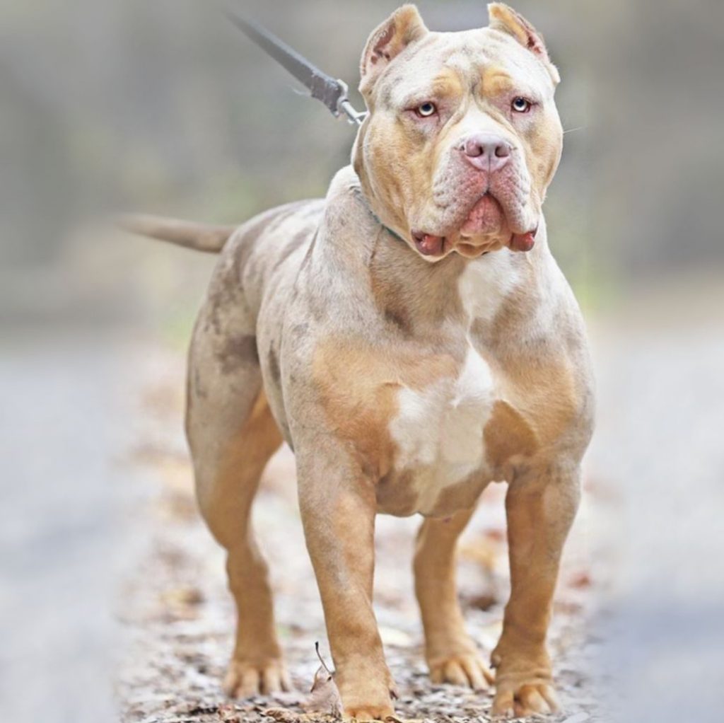 Hembra Merle Bossy Kennels