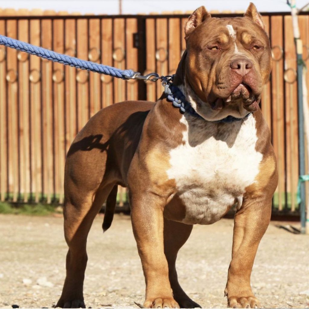 Perros American Bully XL