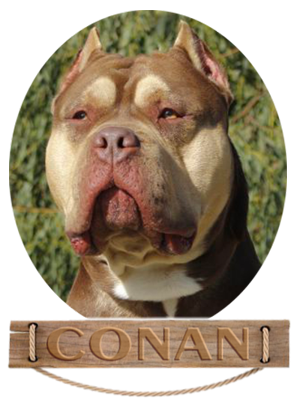 Cara de Conan Bully XL