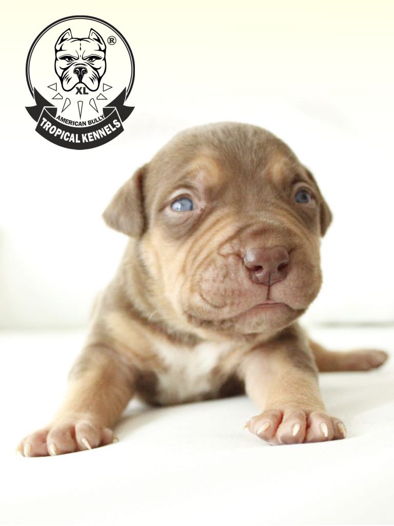 Cachorro Bullies XL