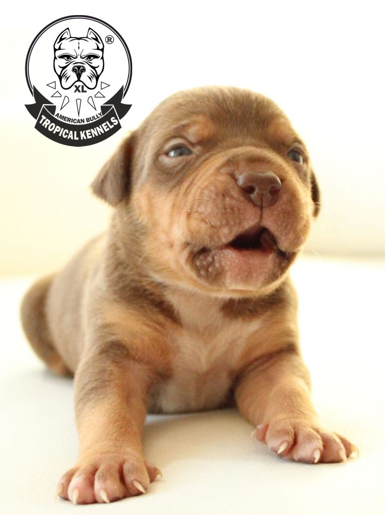 Cachorro Bully XL