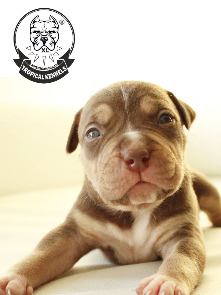 Cachorros American XL Bully Tricolor Chocolate Tumbado