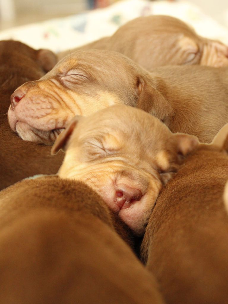 Cachorros American Bully XL
