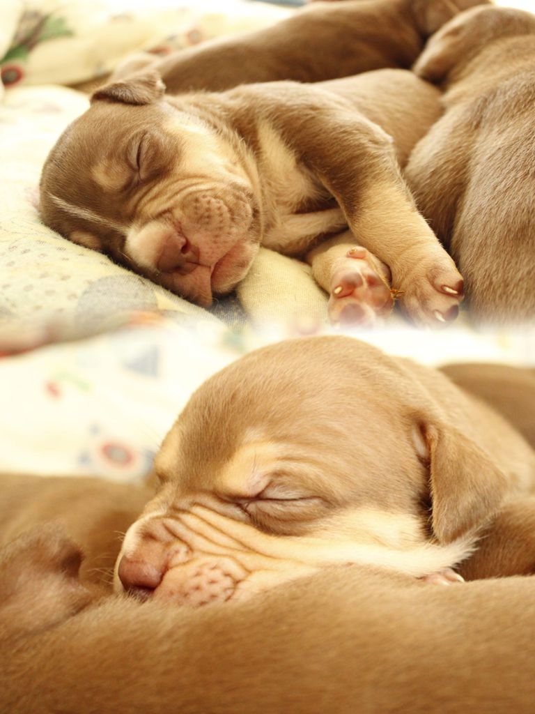 Cachorros American Bully XL
