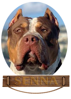 Cara de Senna Bully XL