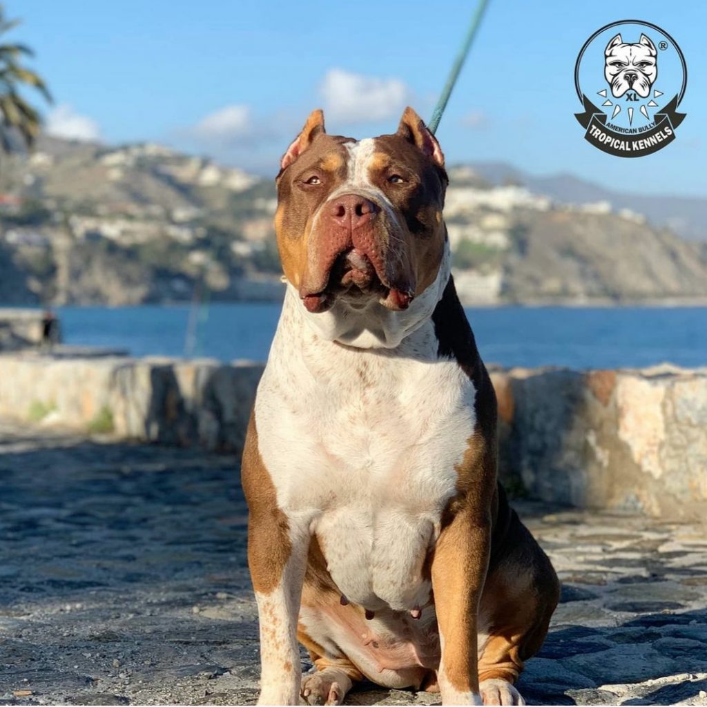 Bullie XL