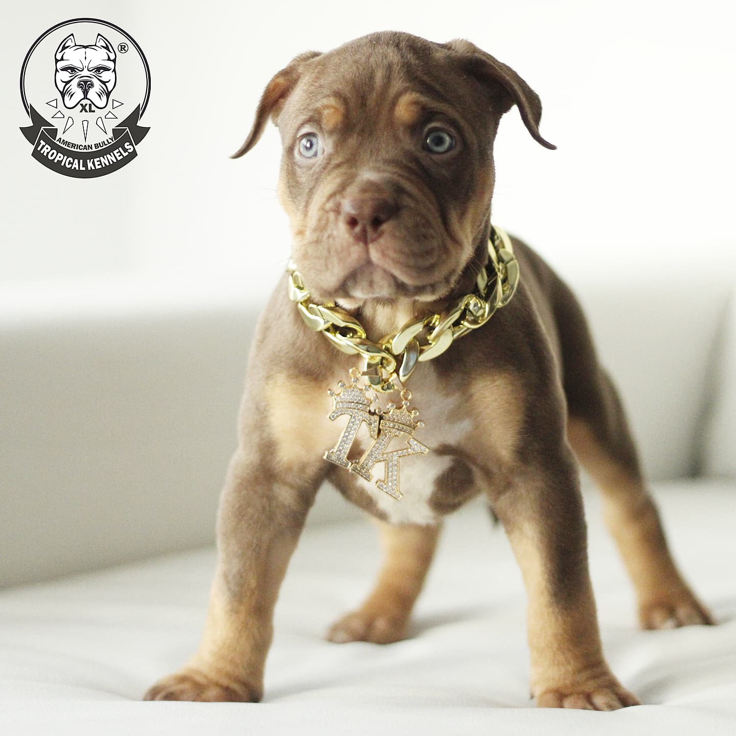 Cachorros Bully XL