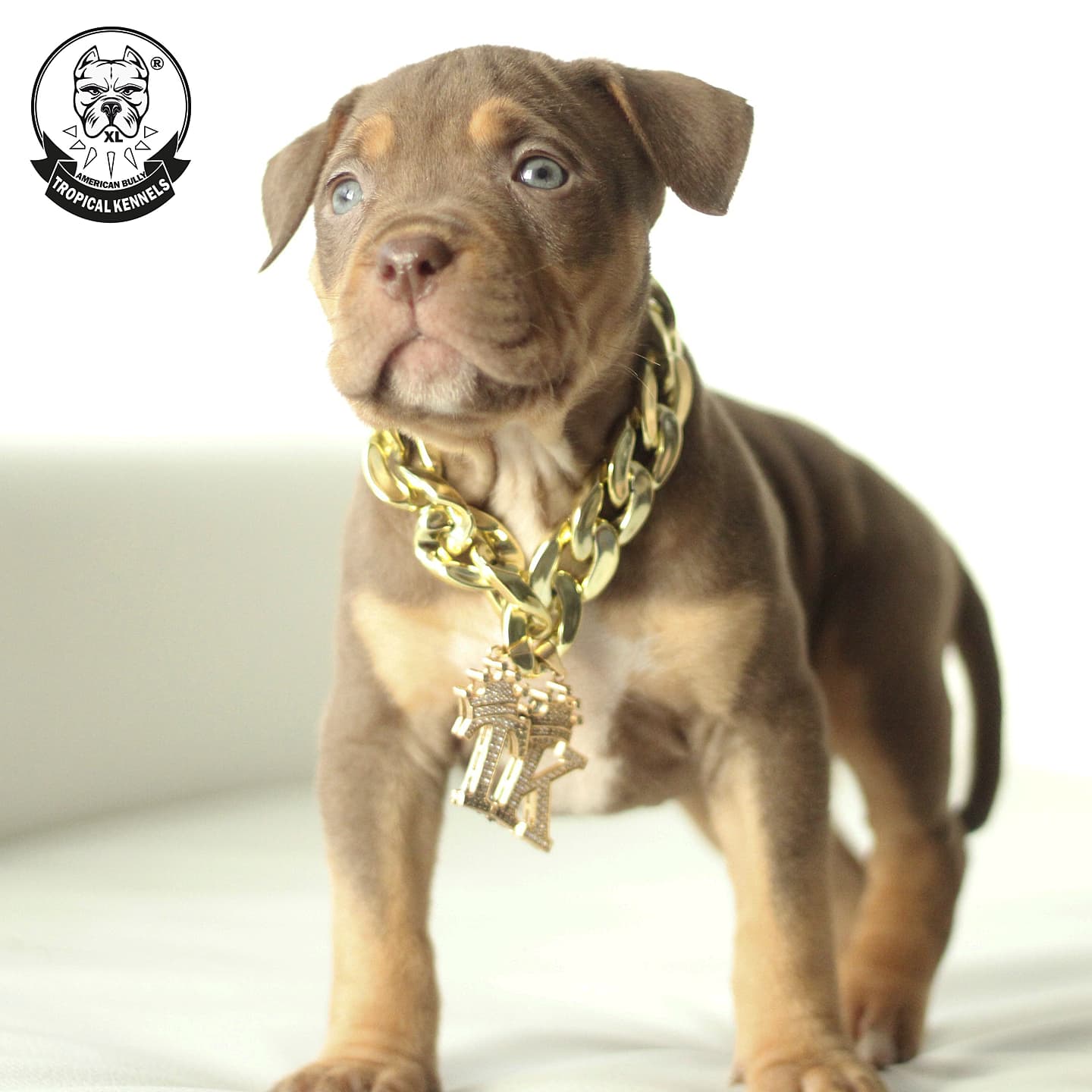 Cachorros American Bully XL