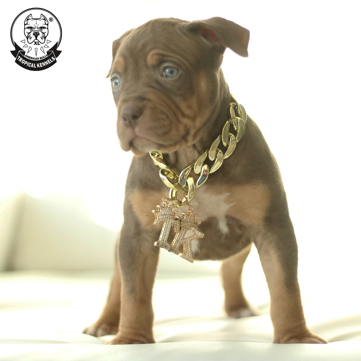 Cachorro Chocolate American Bully XL