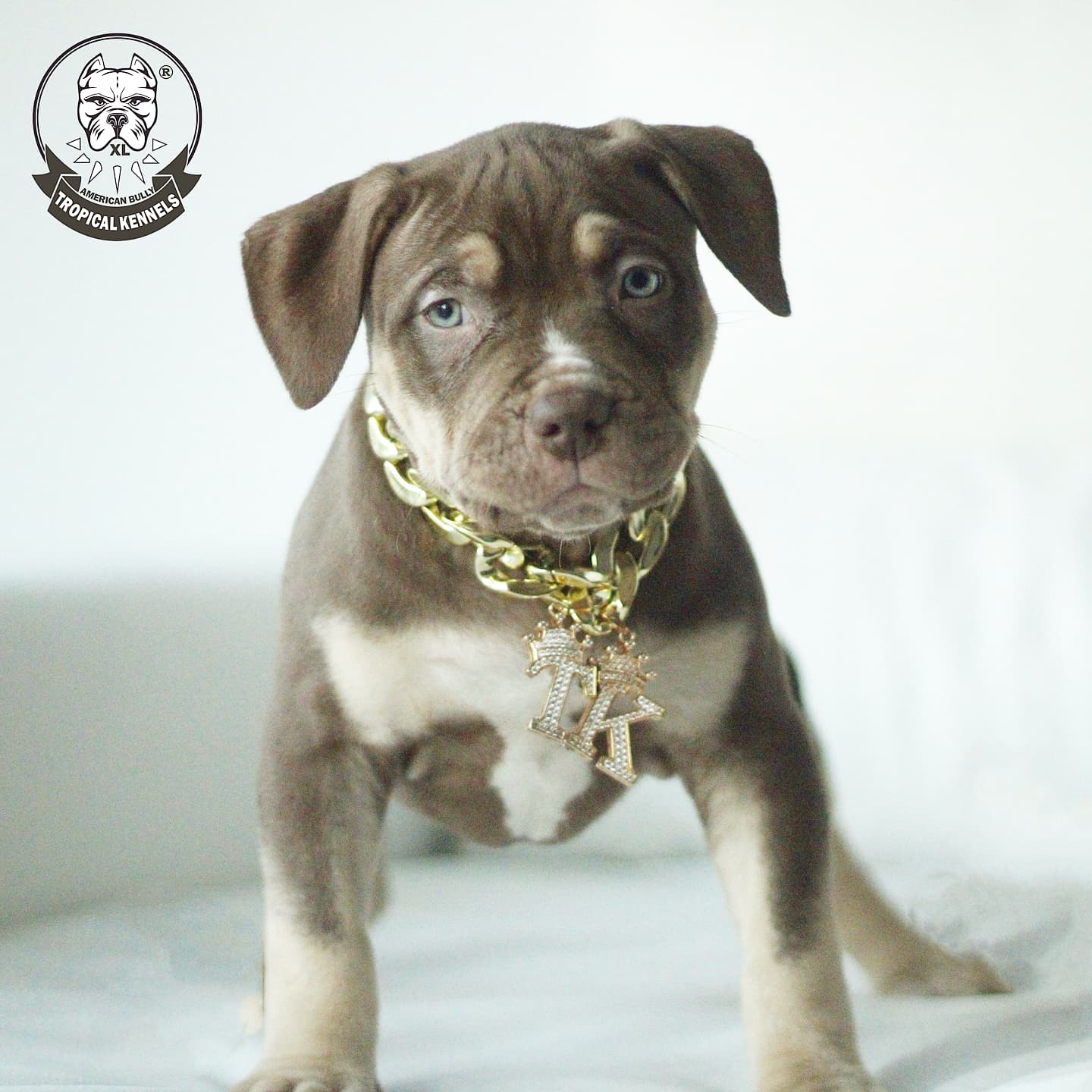 Cachorros American Bully XL, Tricolor, de pie.