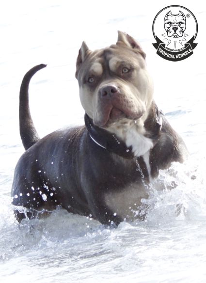 Conan Perro Macho en el Mar, American Bully XL by "Bossy Kenels"