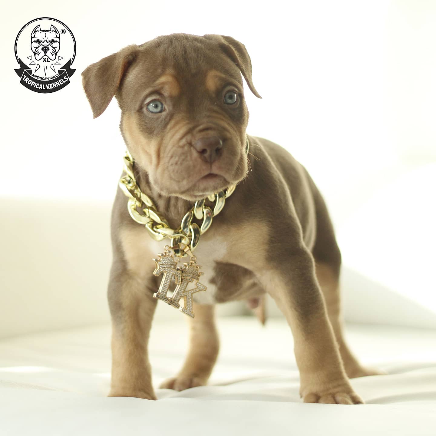 Cachorros American Bully XXL, de pie, Tricolor, Carita dulce