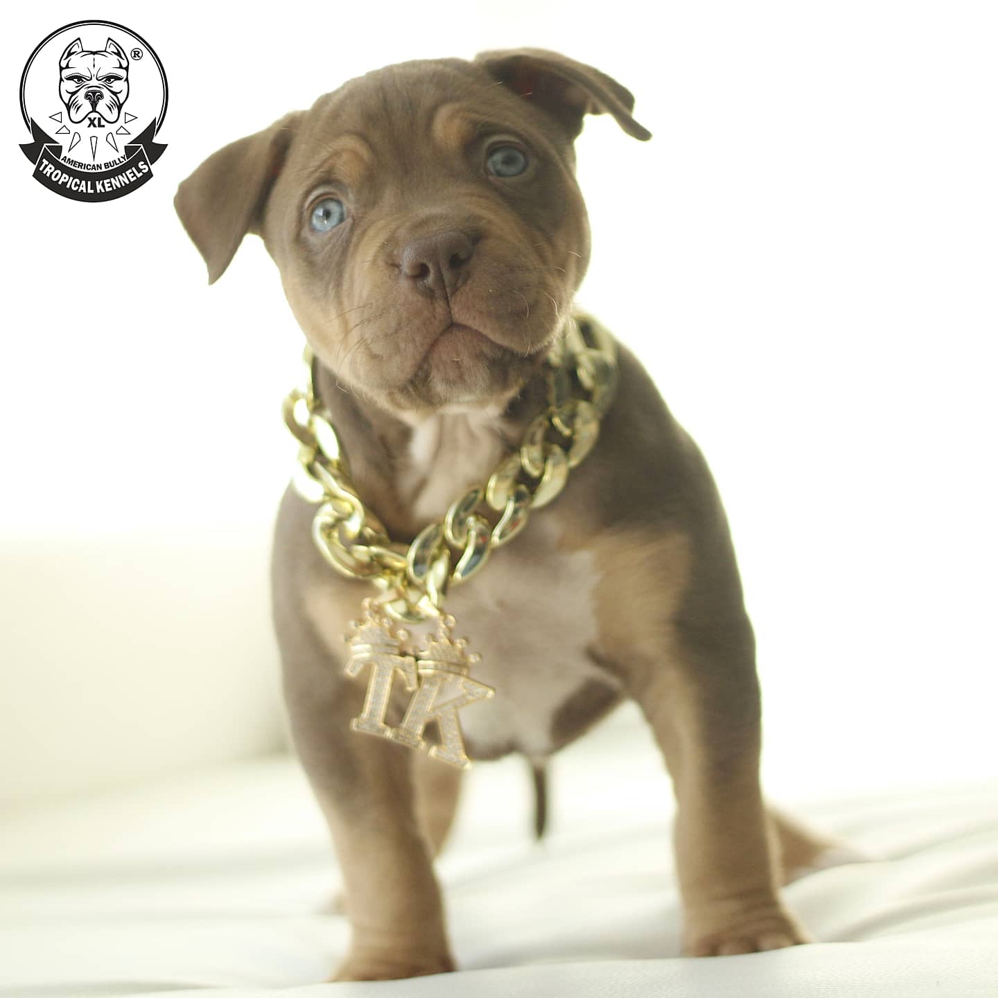 Cachorro Hembra American Bully XL mirando fijamente