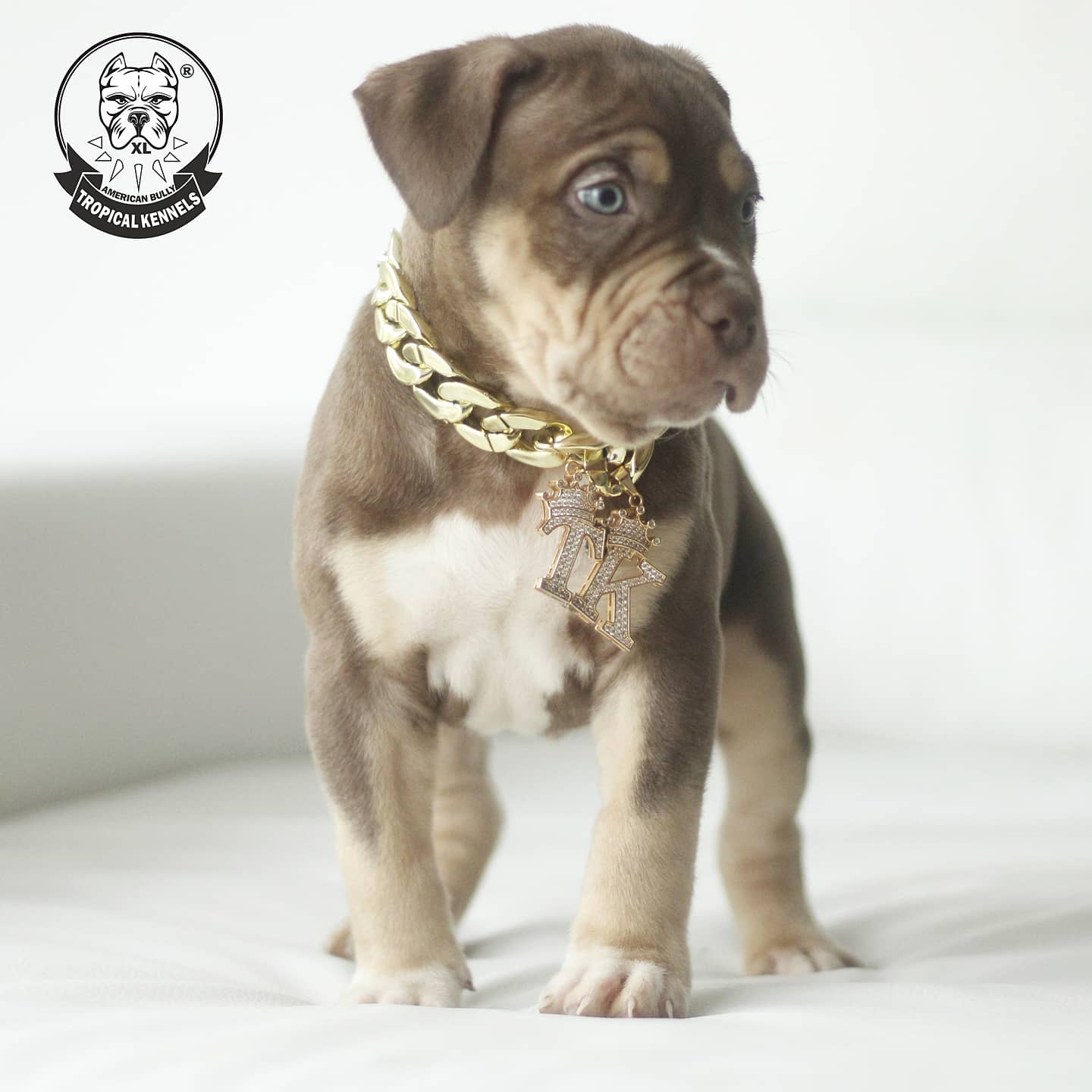 Cachorro Macho Bullies XL Tricolor