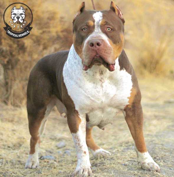 Impresionante Perra Hembra American Bully XL, Pecho y Cuello enorme