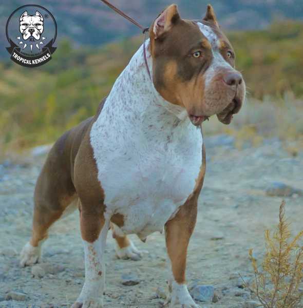 Hembra Bullie XL