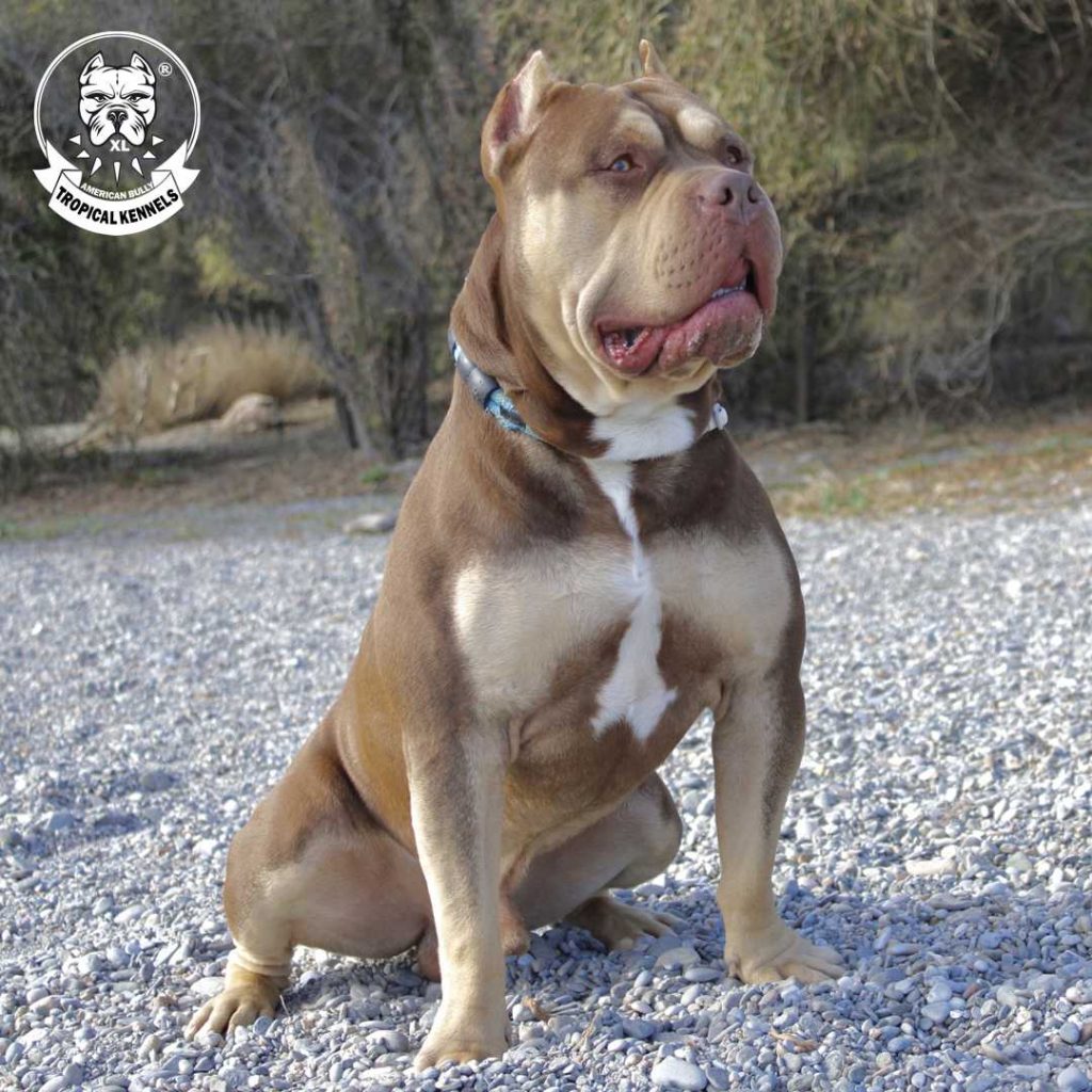 American Bully XL
