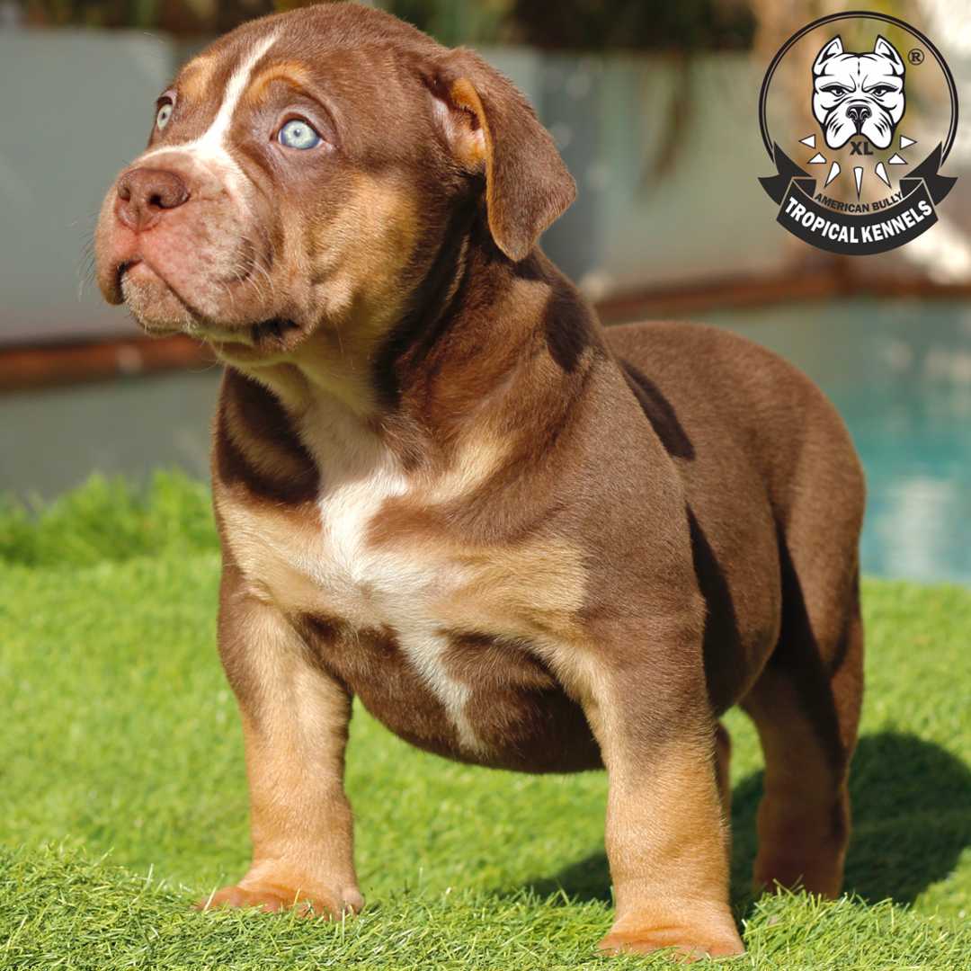 Cachorro American Bully XL