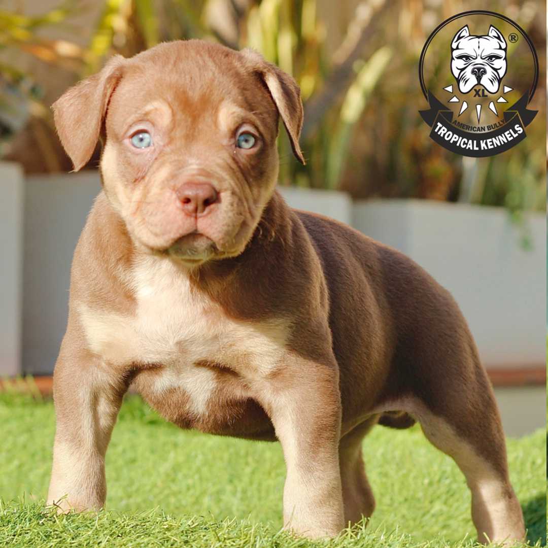 Cachorro Pitbul XXL