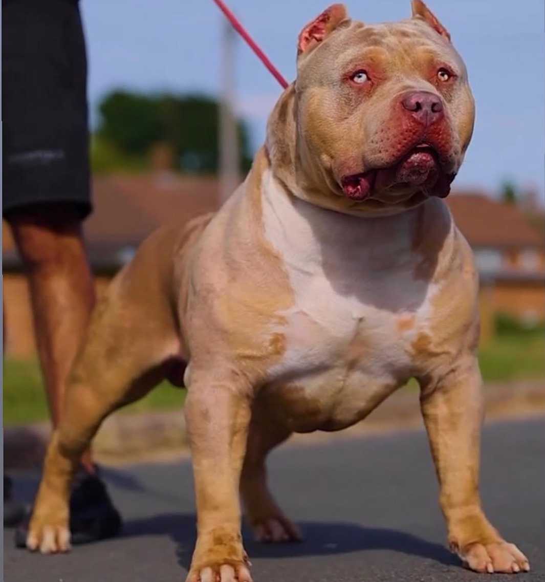 Pitbull Bossy's Dexter