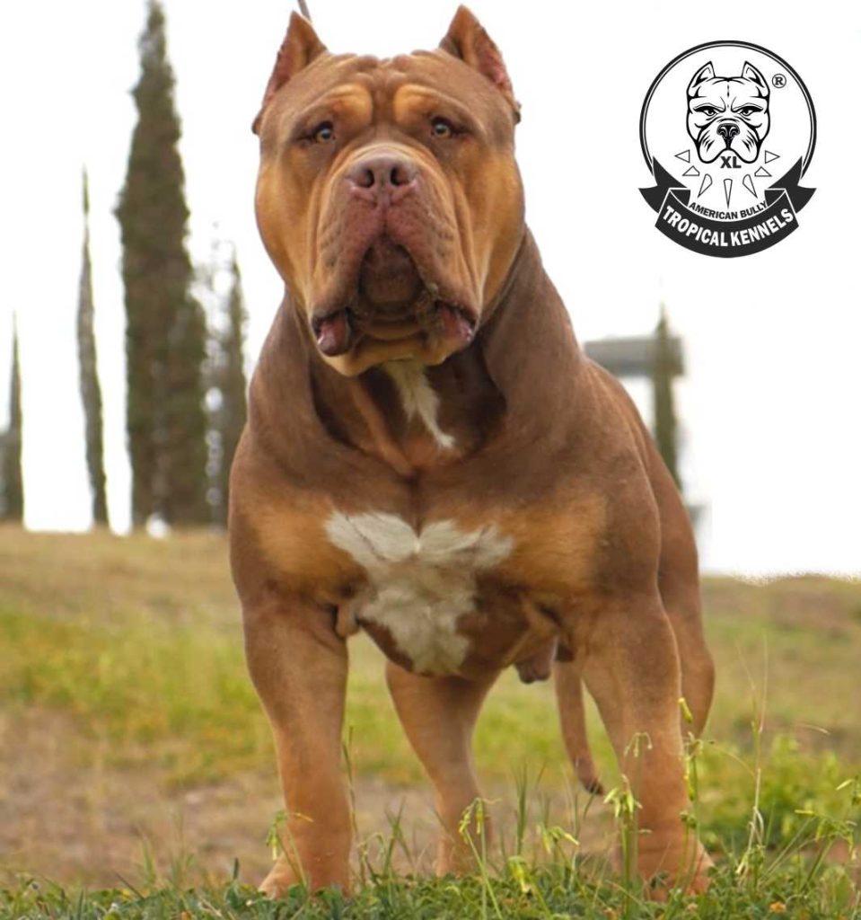 American Bully XL