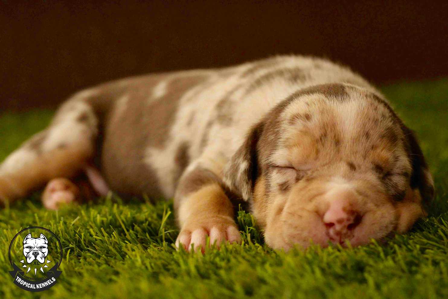 Bonita Hembra Bullie XL