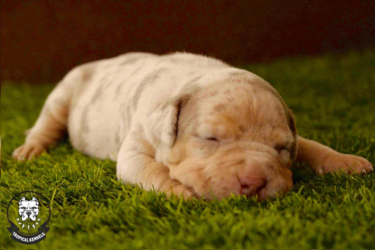 Cachorro Hembra