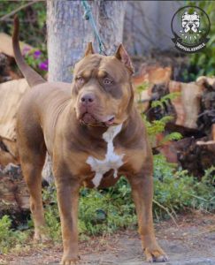 American Bully XXL