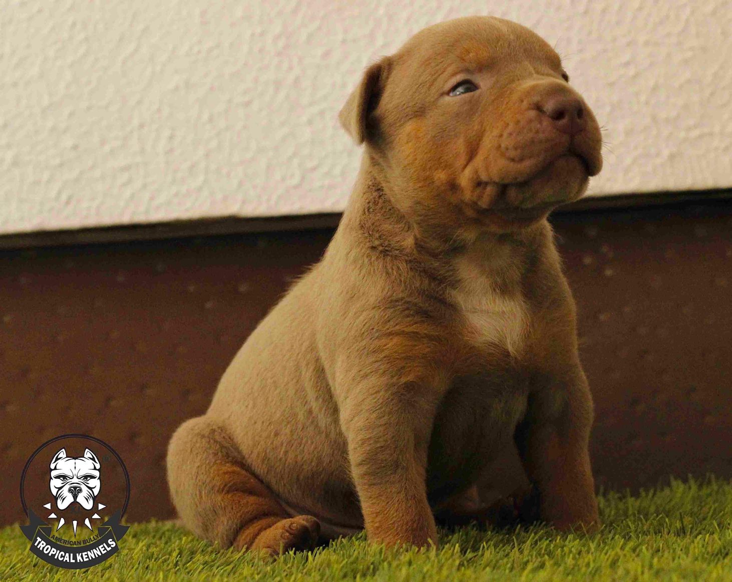 Cachorro American Bully XL