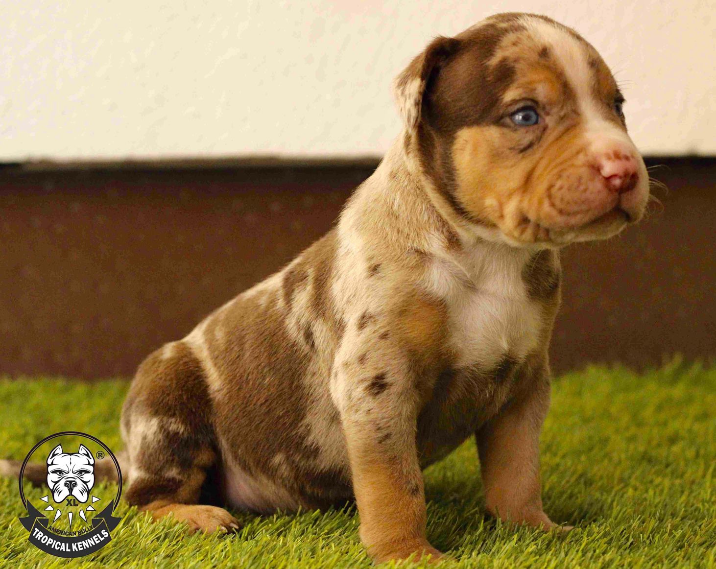 American Bully XL