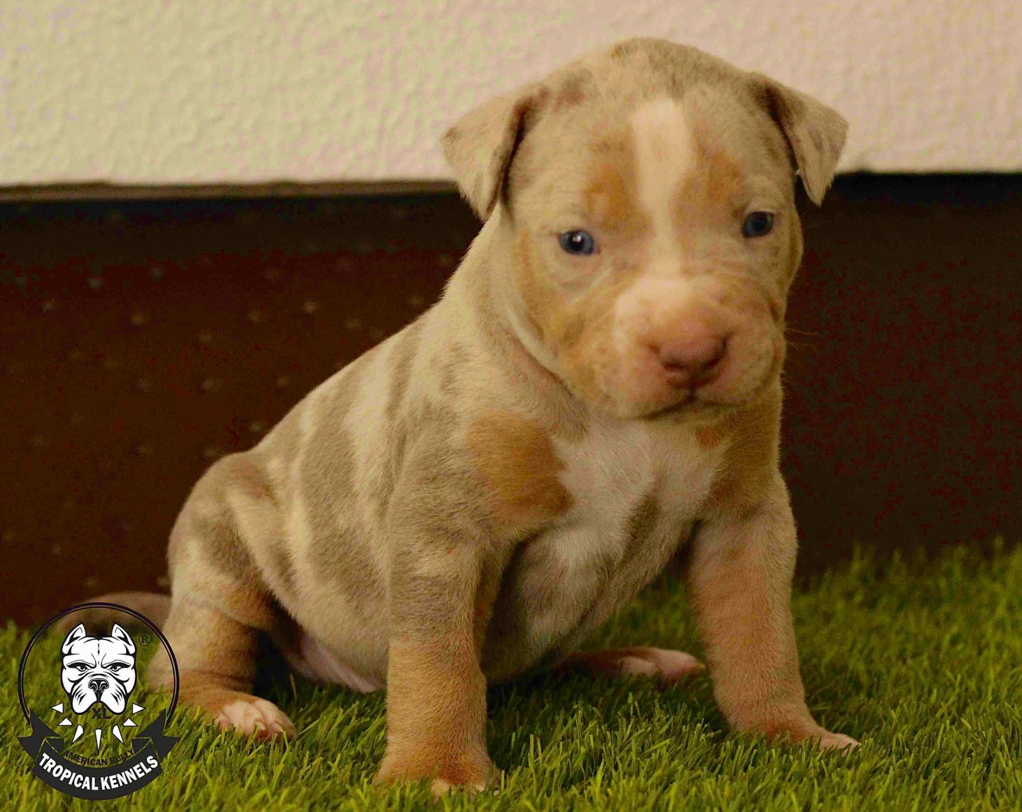 Macho Pitbull
