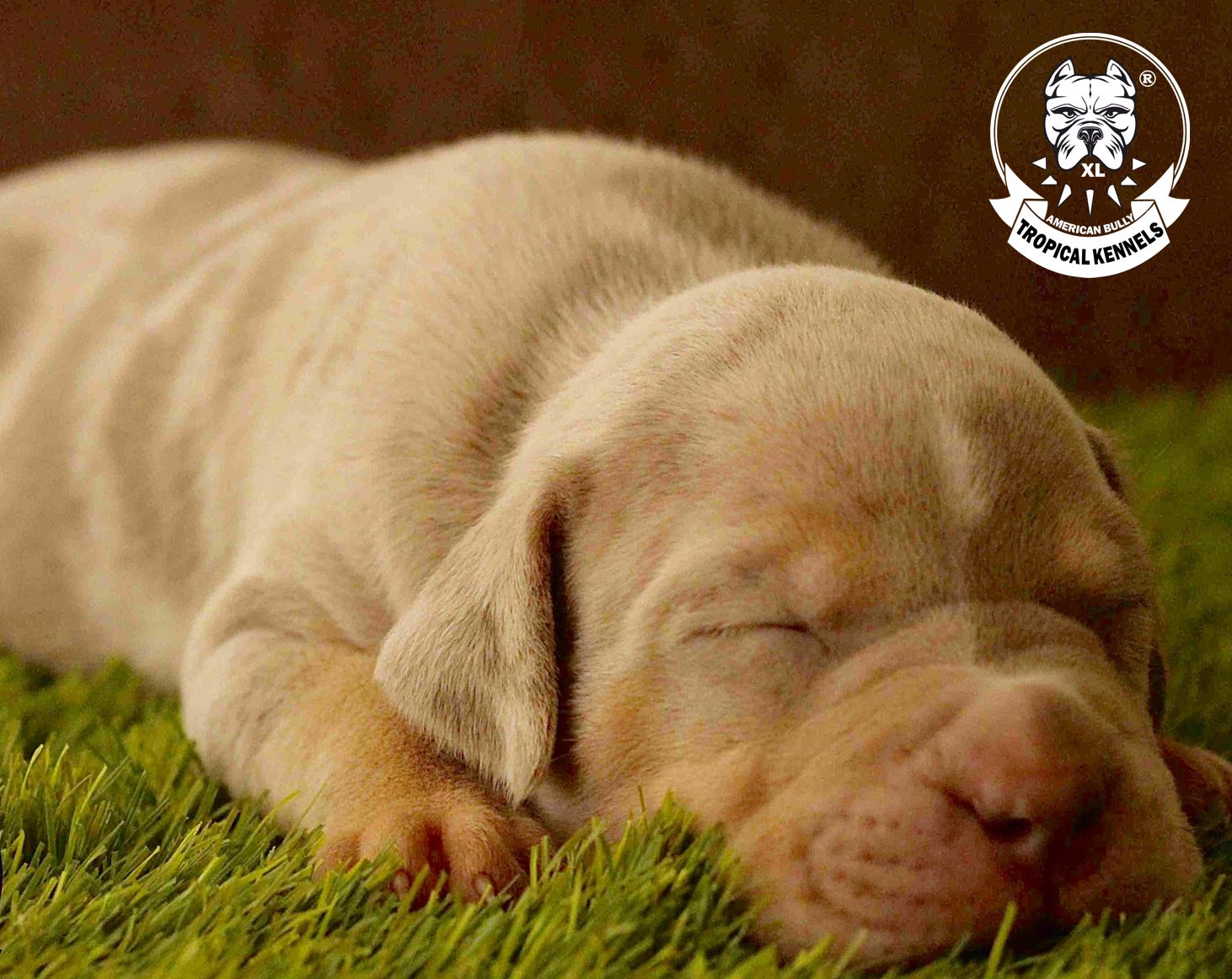 Cachorro Bullie XL