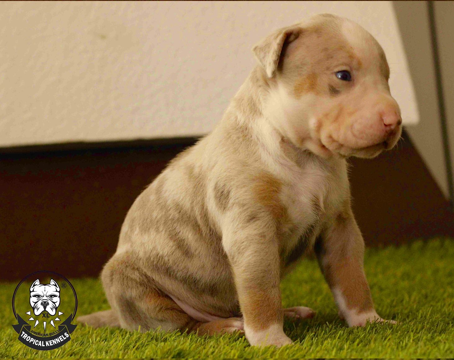 Cachorro Pitbull