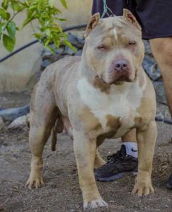 Perro American Bullye XXL
