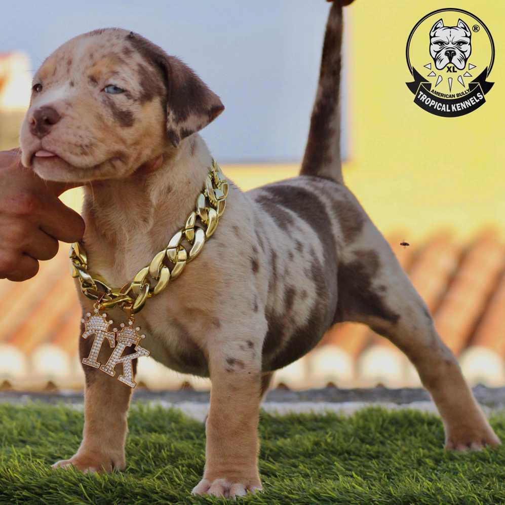 Cachorro Pitbull XXL