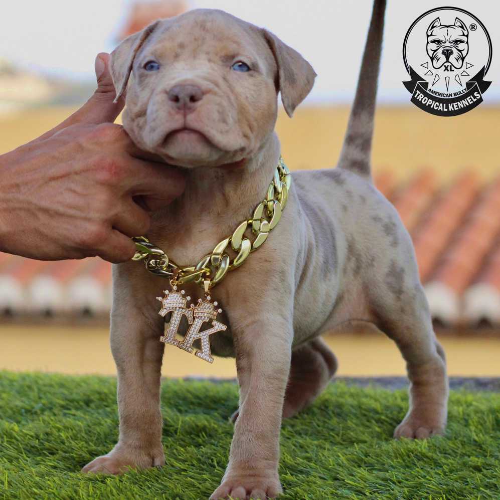 Cachorro Bullies XL
