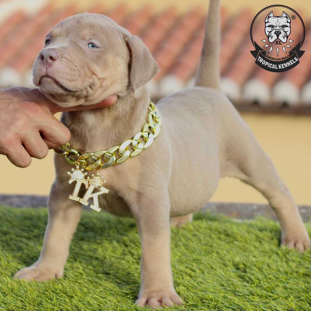 Hembra American Bully XXL