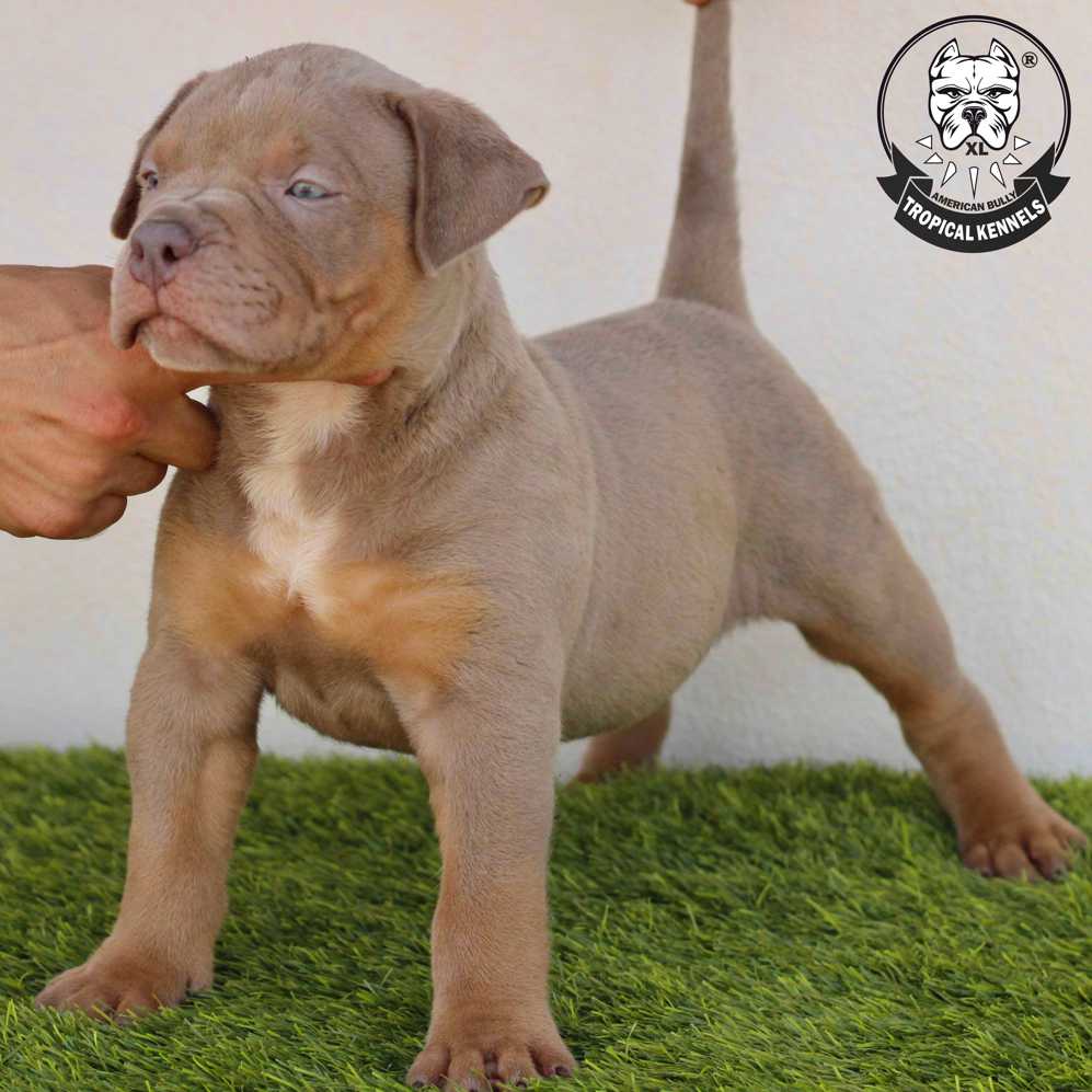 Cachorro pitbull xl