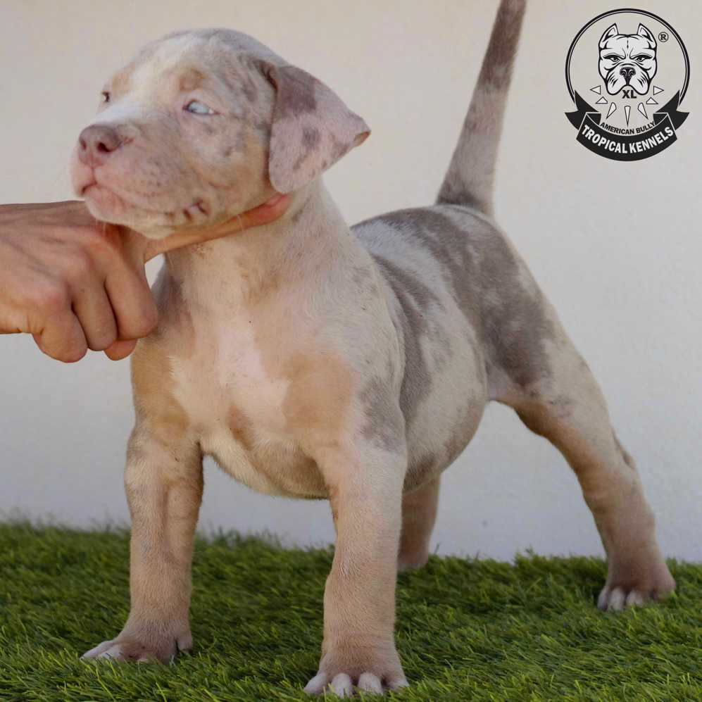 Perrito American bullies xl
