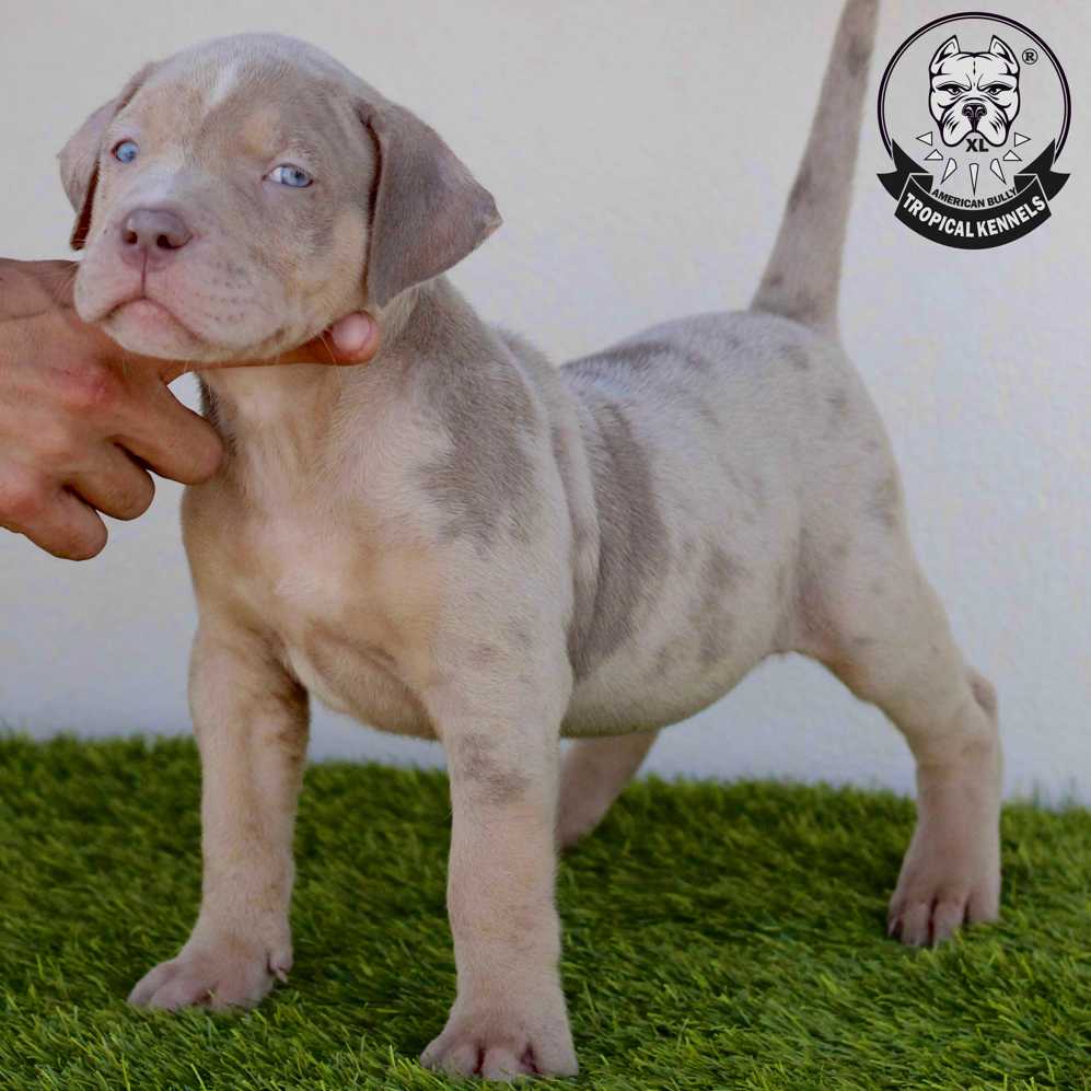 American Bullye XL